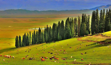 grassland travel