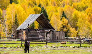 Altay Travel