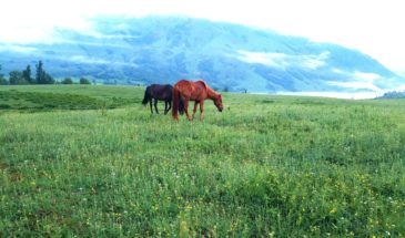 Grassland travel