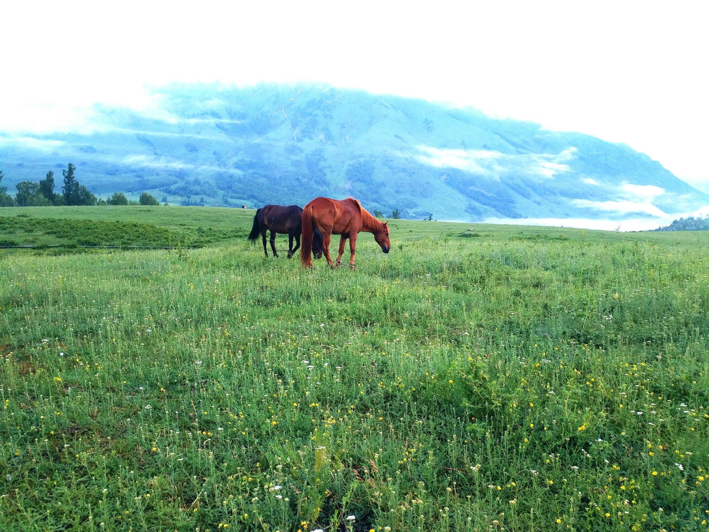 Grassland travel