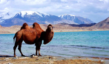 Xinjiang tours