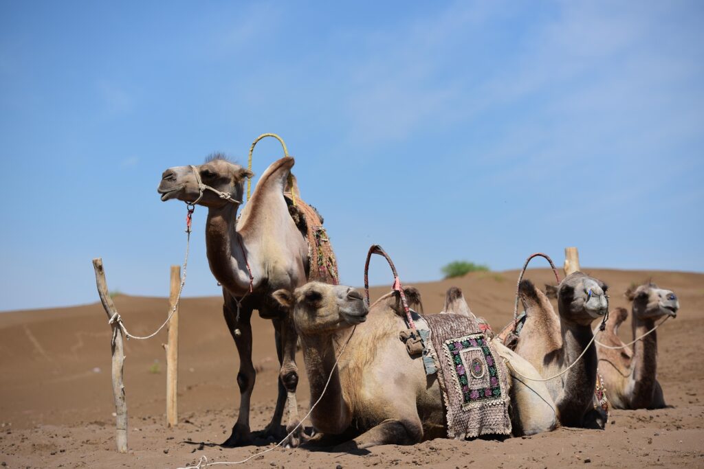 Desert